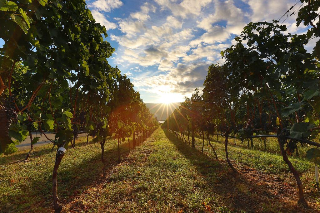 Heaven's Gate Estate Winery winery image