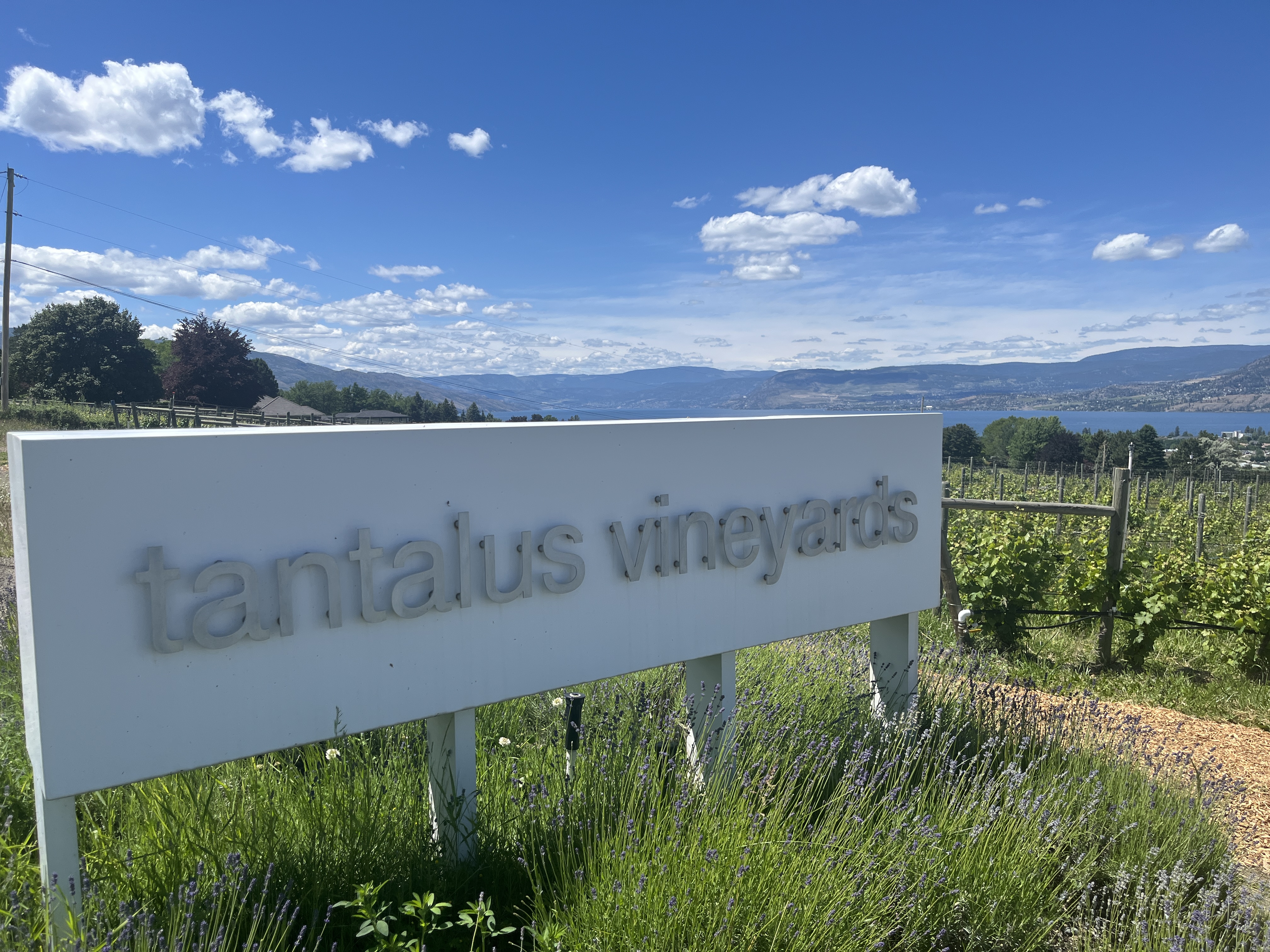 Tantalus Vineyards winery image